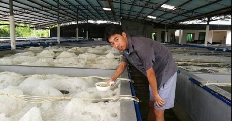 五年磨一劍 豐年蟲(chóng)工廠化養(yǎng)殖技術(shù)的神話(huà)與底氣